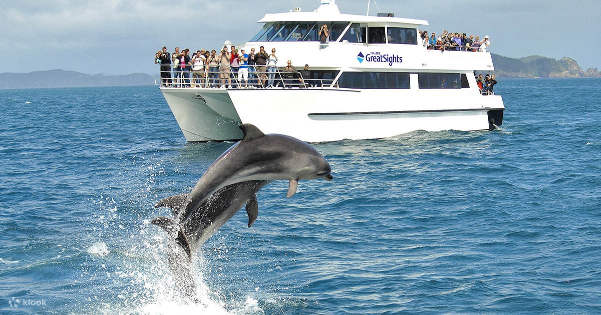 Dolphin & Seal Cruises